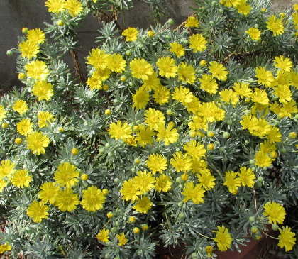 Euryops acraeus